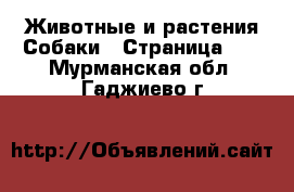 Животные и растения Собаки - Страница 11 . Мурманская обл.,Гаджиево г.